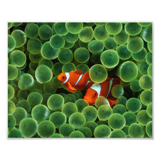 Clown Fish Photo Print (Front)