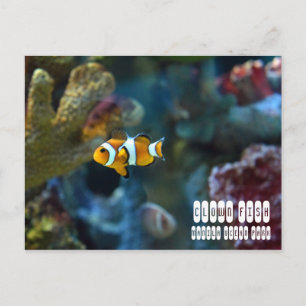 Clown Fish Postcard
