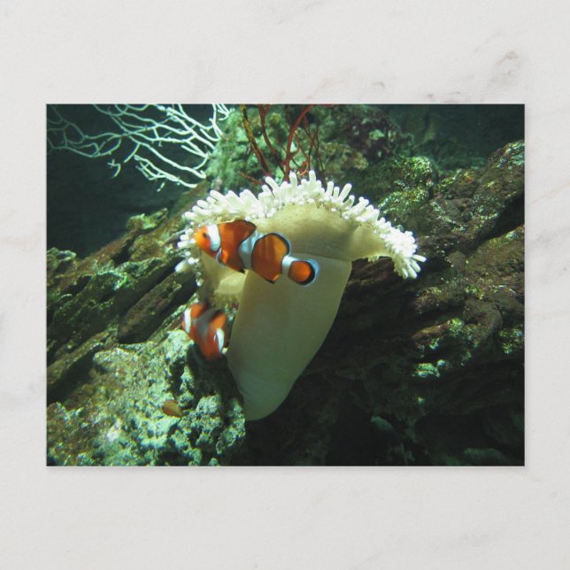 Clown Fish Postcard (Front)