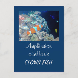 Clown fish postcard
