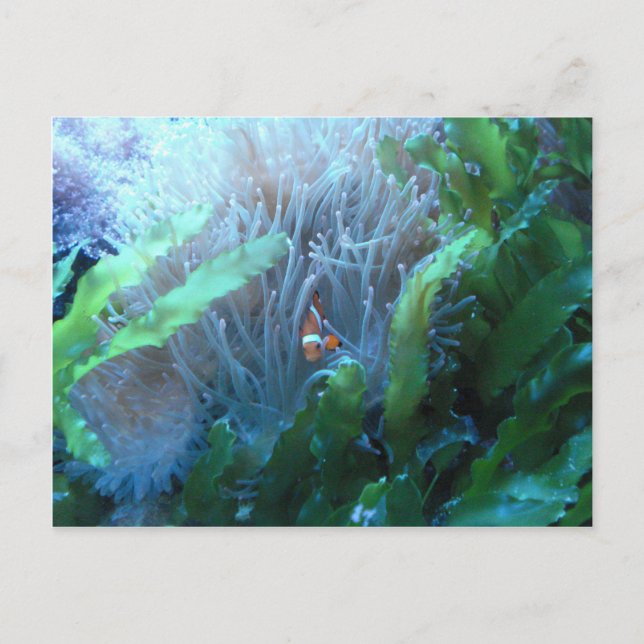 Clown Fish Postcard (Front)