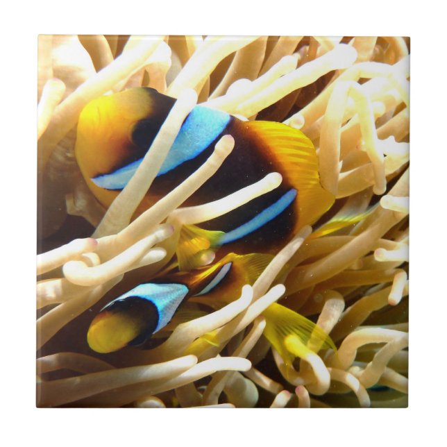 Clown Fish Tile (Front)