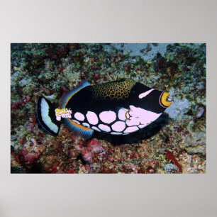 Clown Triggerfish Poster
