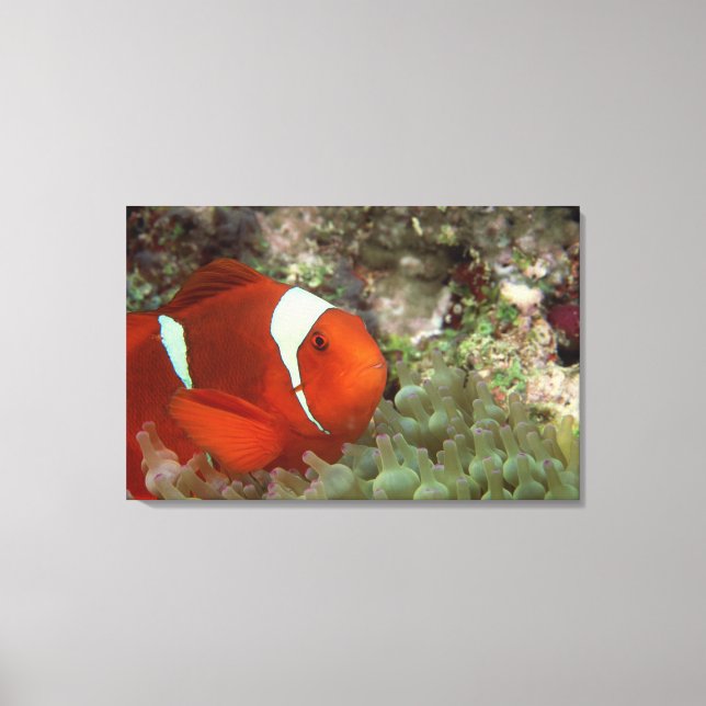 Clownfish 2 canvas print (Front)