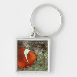 Clownfish 2 keychain