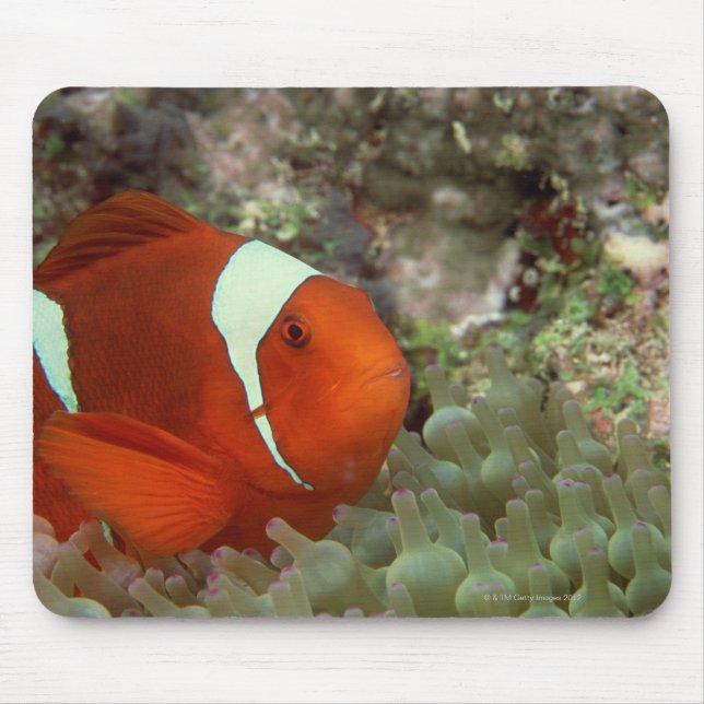 Clownfish 2 mouse pad (Front)