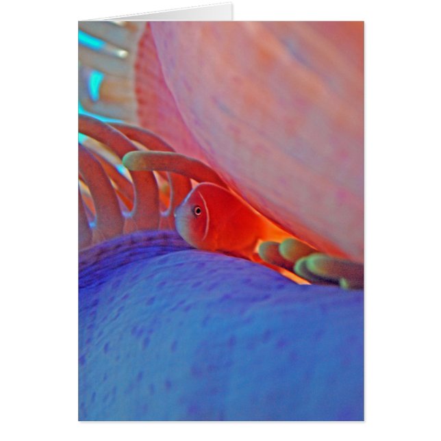 Clownfish and anemone - Card (Front)