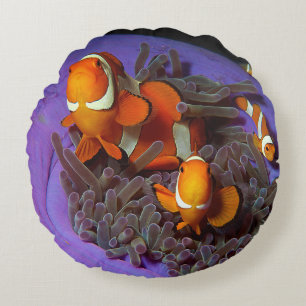 Clownfish are always in move   Busy Anemonefish    Round Pillow