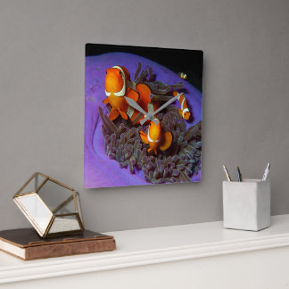 Clownfish are always in move | Busy Anemonefish | Square Wall Clock