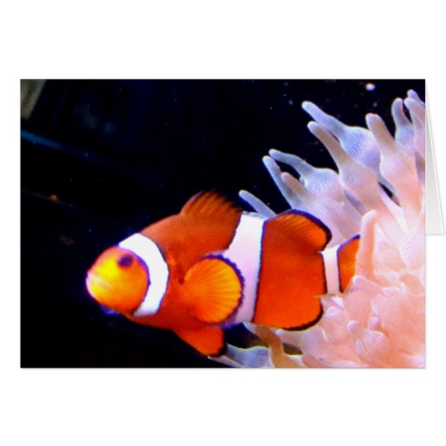 Clownfish Card (Front Horizontal)