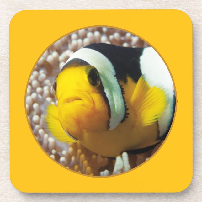 Clownfish - Close-Up! Round Photographic Design |  Coaster (Front)