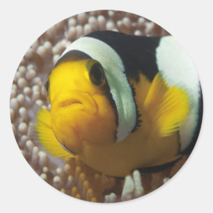 Clownfish - Close-Up! So cute - Nemo in Anemone    Classic Round Sticker