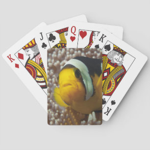 Clownfish - Close-Up! So cute - Nemo in Anemone Playing Cards