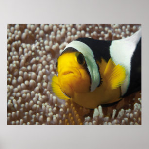 Clownfish - Close-Up! So cute - Nemo in Anemone    Poster