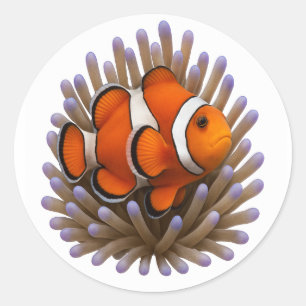 Clownfish & Cozy Coral Classic Round Sticker