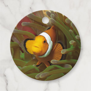 Clownfish in green anemone. Coralreef Raja Ampat Favour Tags
