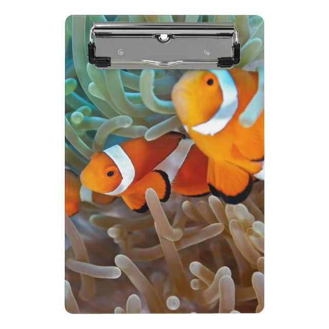 Clownfish Mini Clipboard (Front)