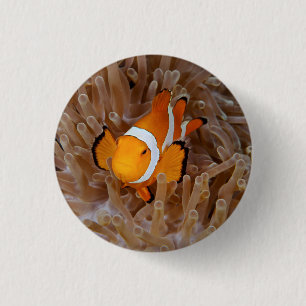 Clownfish - Molokai, North Shore Cliff 1 Inch Round Button