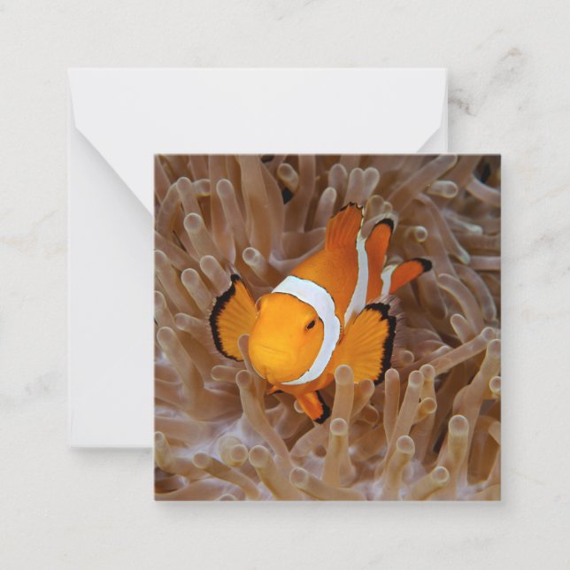 Clownfish - Molokai, North Shore Cliff Card (Front)