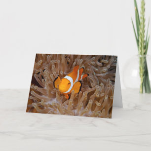 Clownfish - Molokai, North Shore Cliff Card