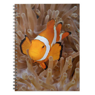 Clownfish - Molokai, North Shore Cliff Notebook