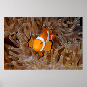 Clownfish - Molokai, North Shore Cliff Poster