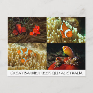 Clownfish on the Great Barrier Reef Postcard