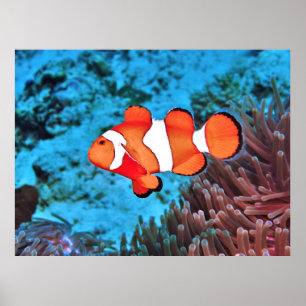 Clownfish on the Reef Poster