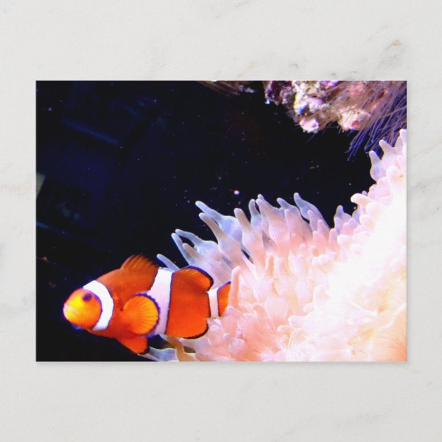 Clownfish Postcard (Front)