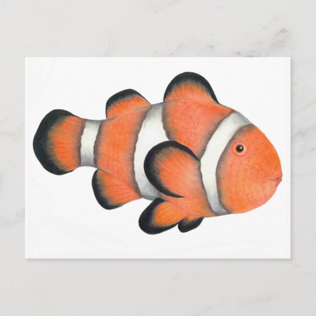 Clownfish Postcard (Front)