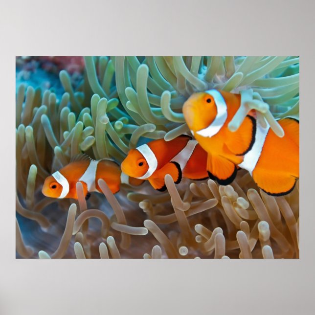 Clownfish Poster (Front)