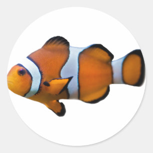 Clownfish Sticker