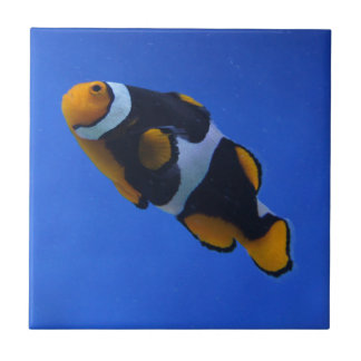 Clownfish Tile