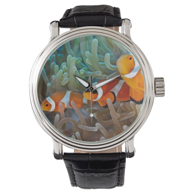 Clownfish Watch (Front)