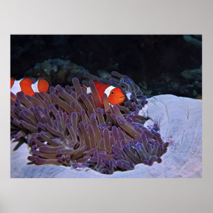 Clowns and Shrimps Poster