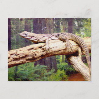 Clubbed Tail Lizard Postcard
