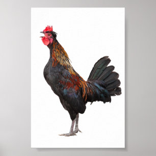 Clucking Chicken Poster