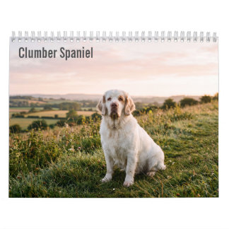 Clumber Spaniel 2027 Wall calendar
