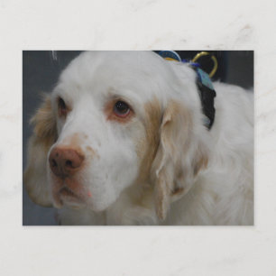 Clumber Spaniel Dog  Postcard