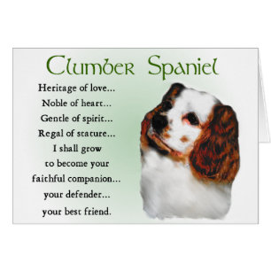 Clumber Spaniel Gifts