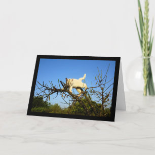 Clumsy White Kitten in Almond Tree Card