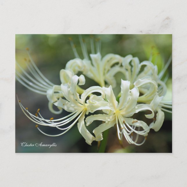 Cluster Amaryllis ［ carte postale (Devant)