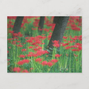 Cluster-amaryllis Postcard