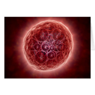 Cluster Of Blastomeres Forming A Morula