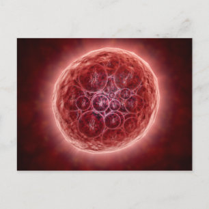 Cluster Of Blastomeres Forming A Morula Postcard