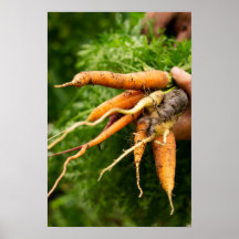 Cluster of Carrots Poster