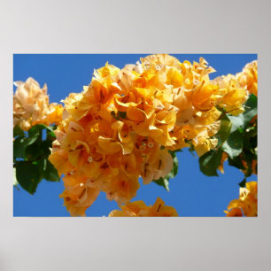 Cluster of Golden Bougainvillea Floral Poster