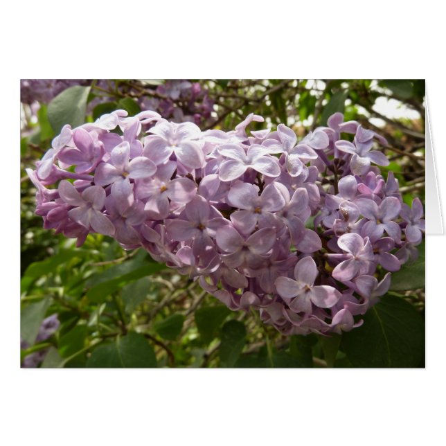 Cluster of Lilac Blossoms Spring Floral (Front Horizontal)