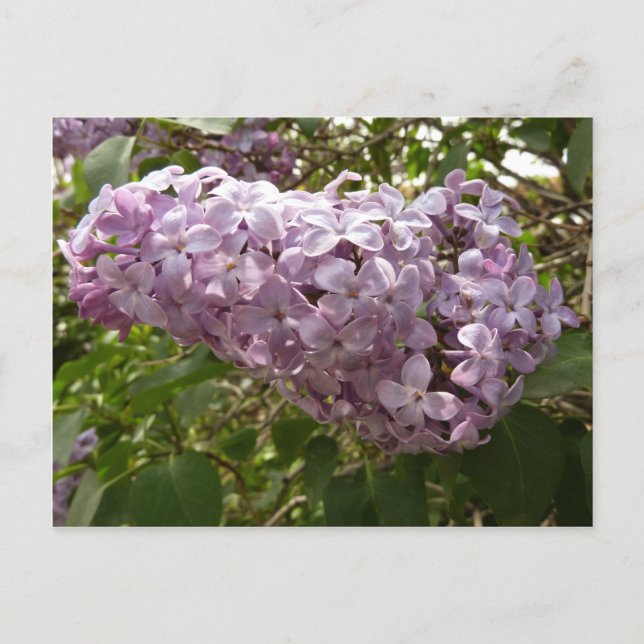 Cluster of Lilac Blossoms Spring Floral Postcard (Front)