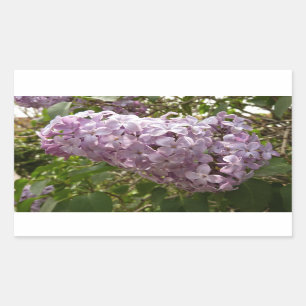 Cluster of Lilac Blossoms Spring Floral Sticker